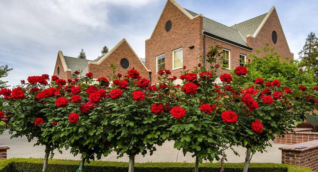 Rose bushes outside of the alumni house
